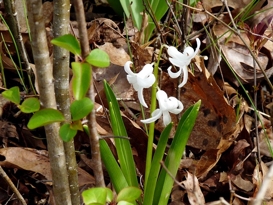 {Hyacinthus orientalis}